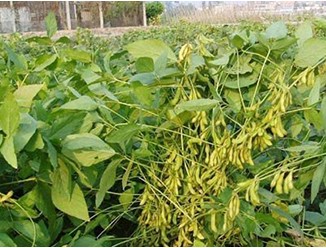 大豆种植技术